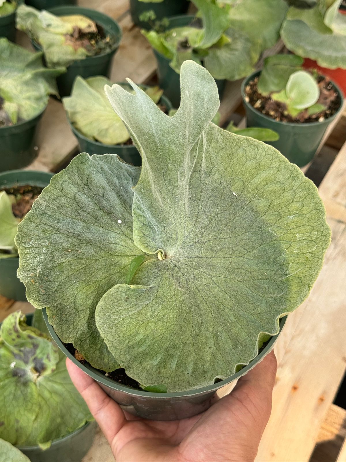 Platycerium superbum 6”