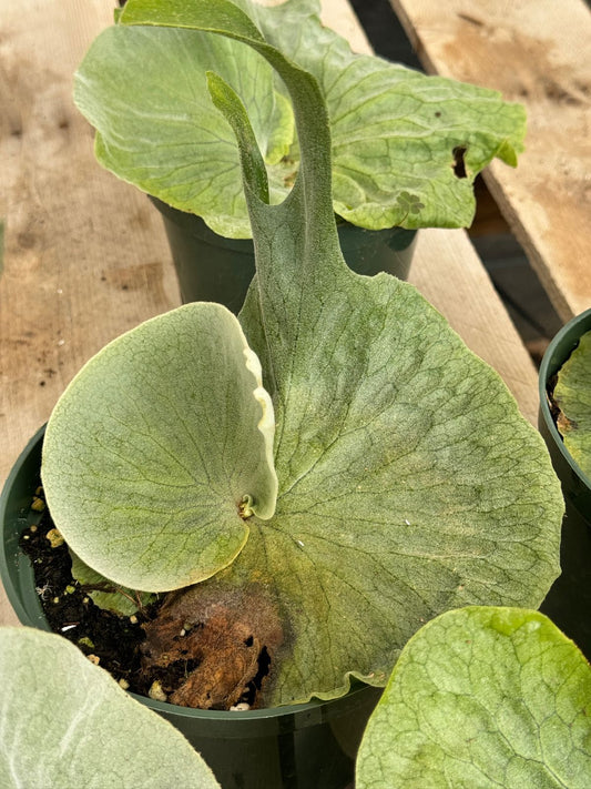 Platycerium superbum 6”