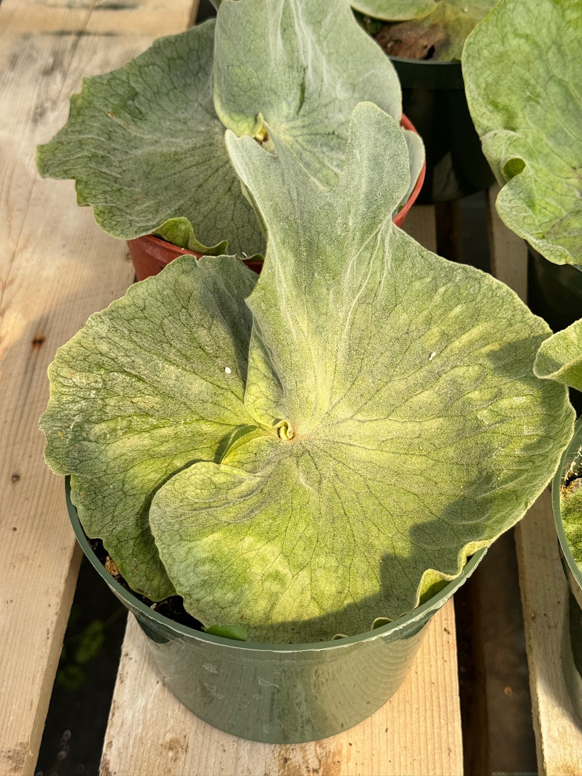 Platycerium superbum 6”