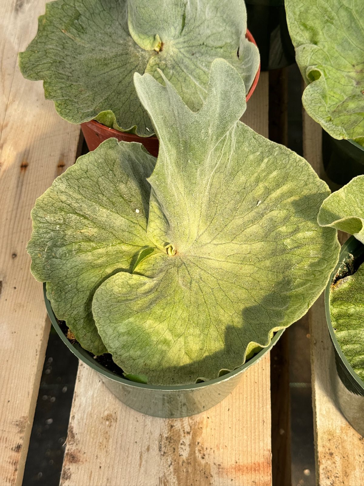 Platycerium superbum 6”