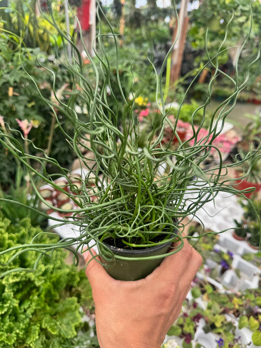 Juncus Effusus Spiralis