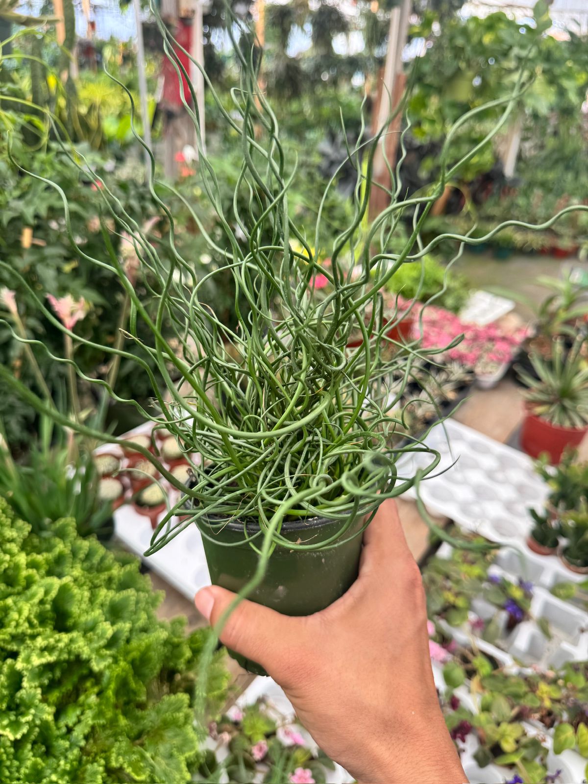 Juncus Effusus Spiralis