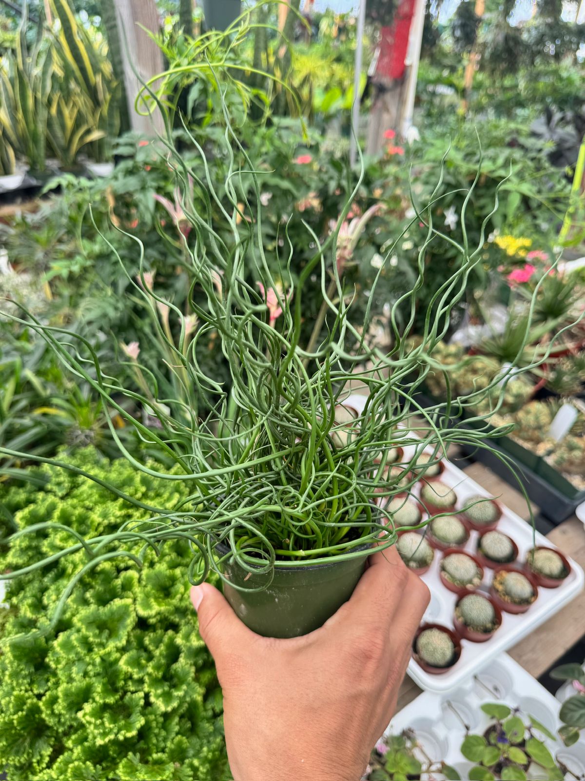 Juncus Effusus Spiralis
