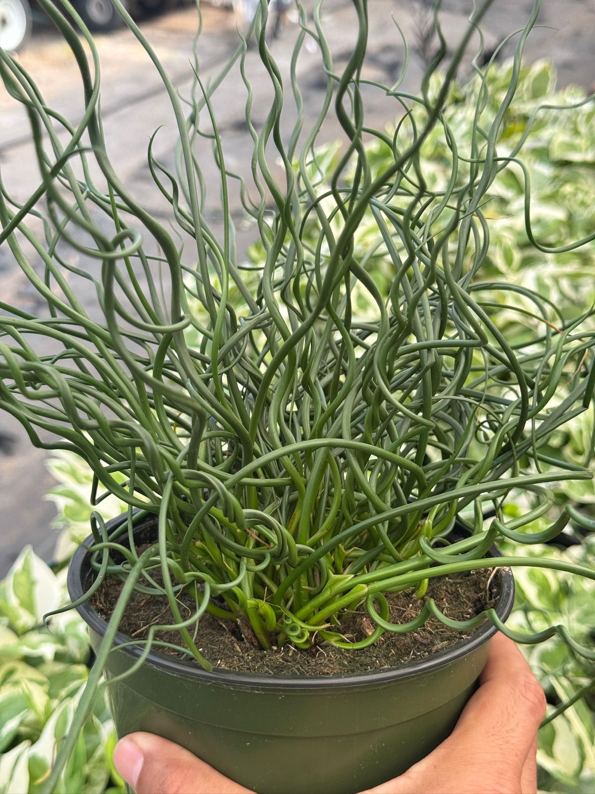 Juncus Effusus Spiralis