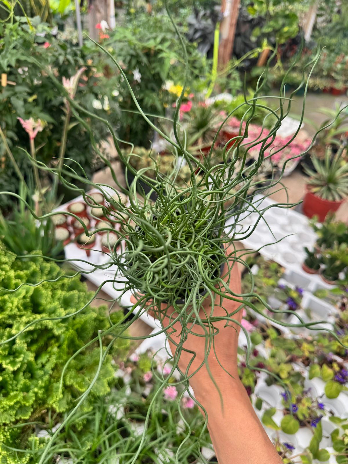 Juncus Effusus Spiralis