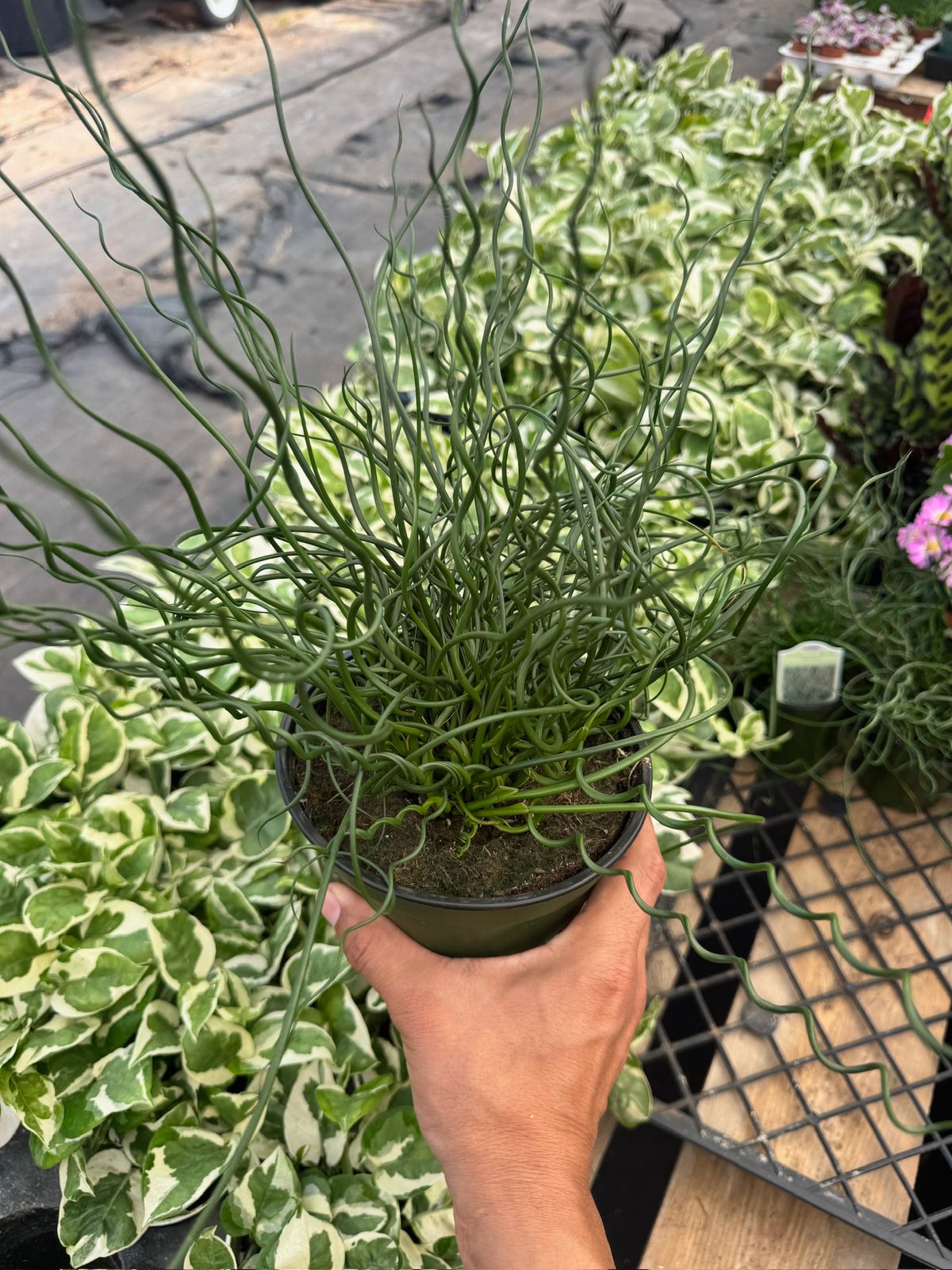 Juncus Effusus Spiralis