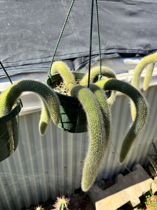 Cola de mono cluster (Cleistocactus colademononis) 6"