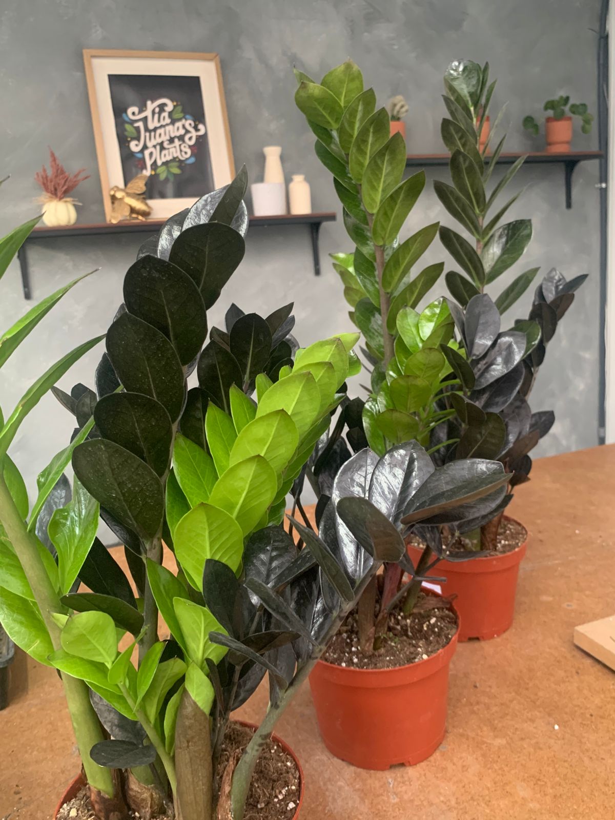 Zamioculcas zamiifolia Black Raven (ZZ black Raven)