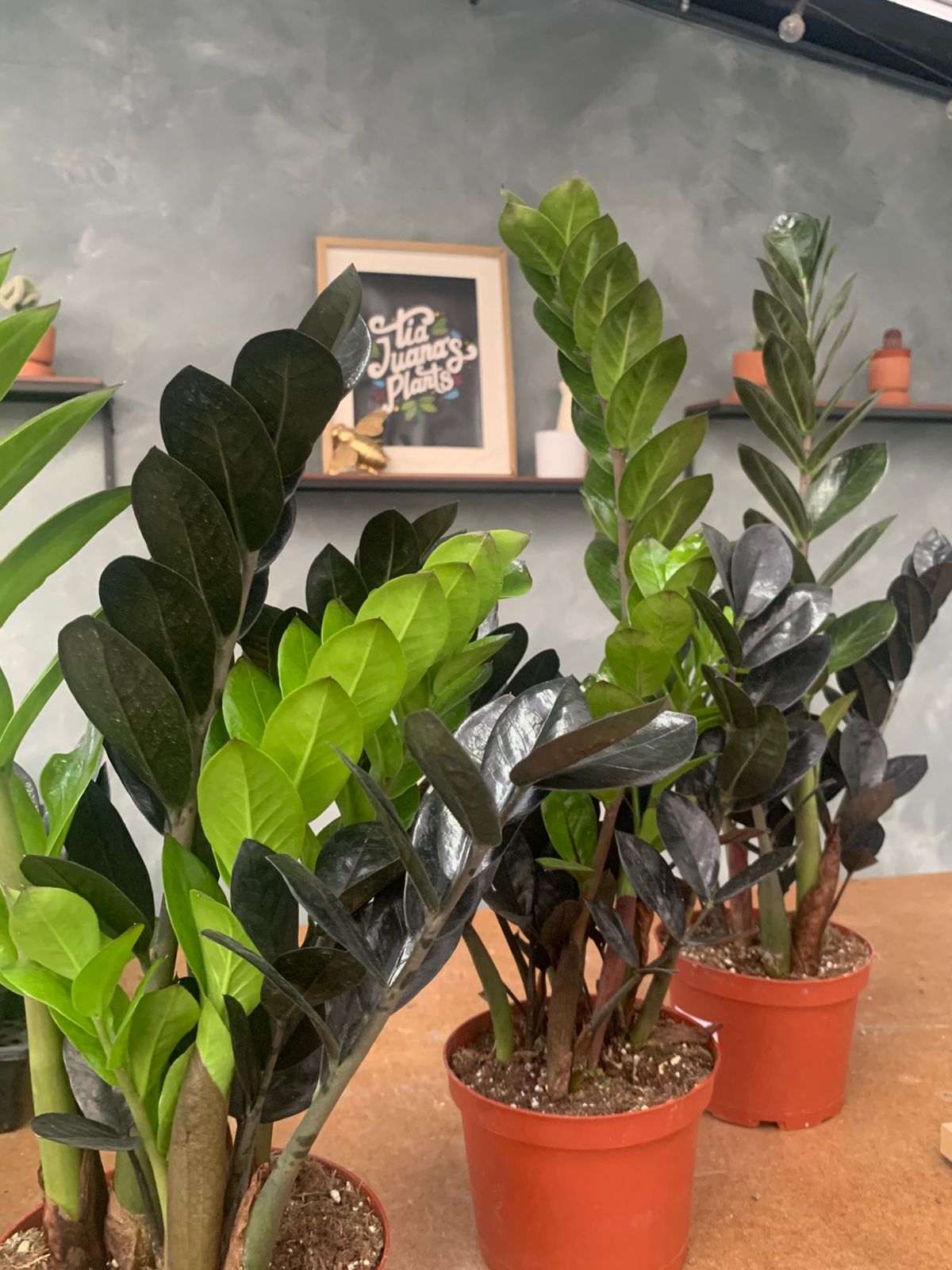 Zamioculcas zamiifolia Black Raven (ZZ black Raven)