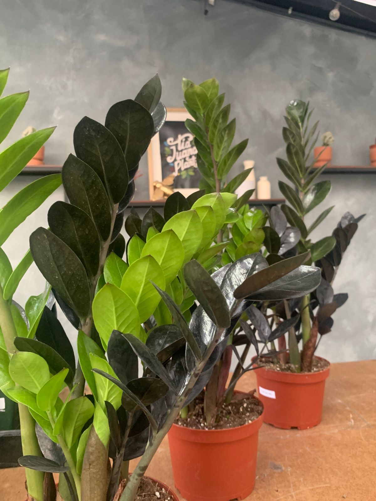 Zamioculcas zamiifolia Black Raven (ZZ black Raven)