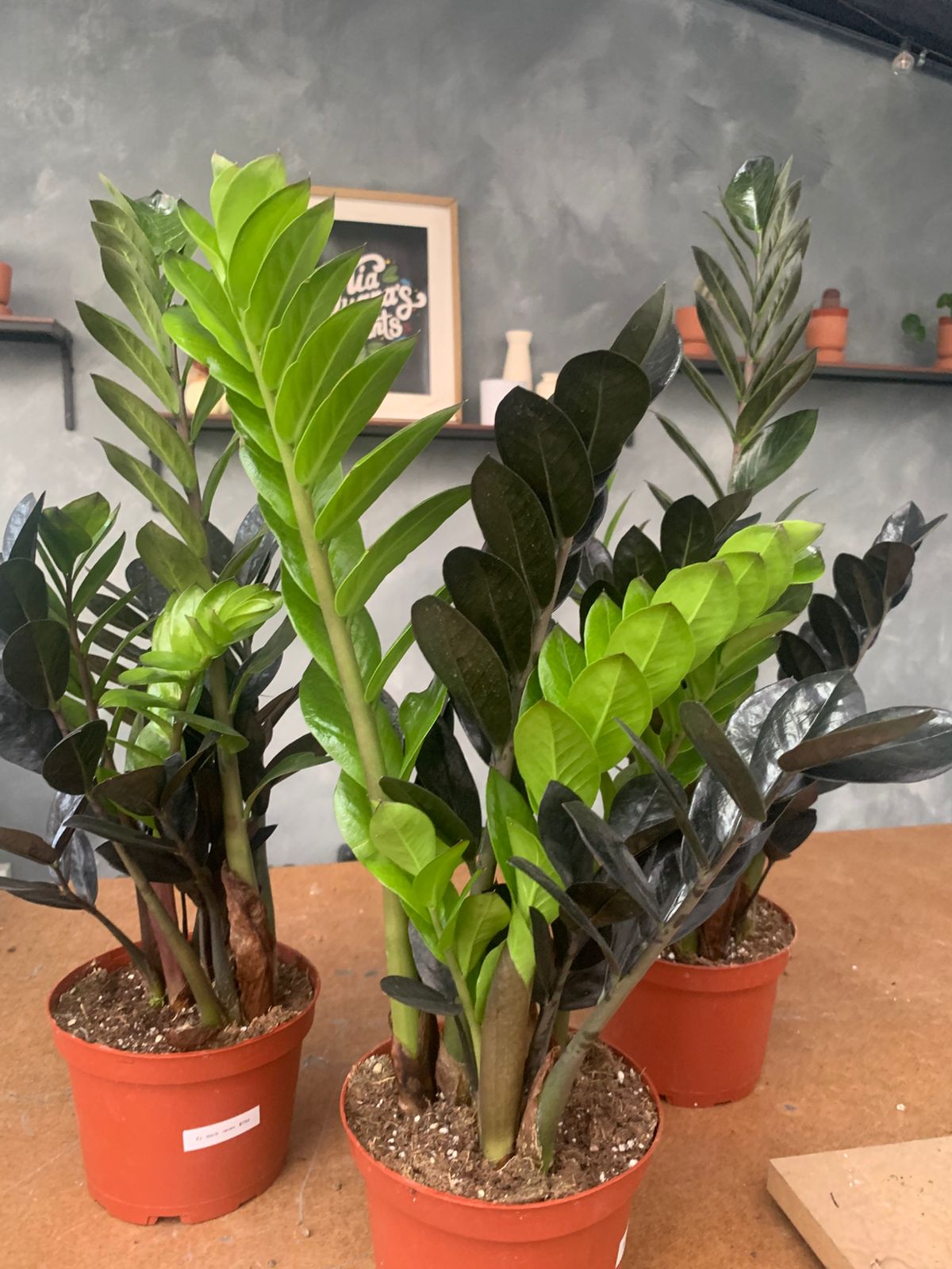 Zamioculcas zamiifolia Black Raven (ZZ black Raven)