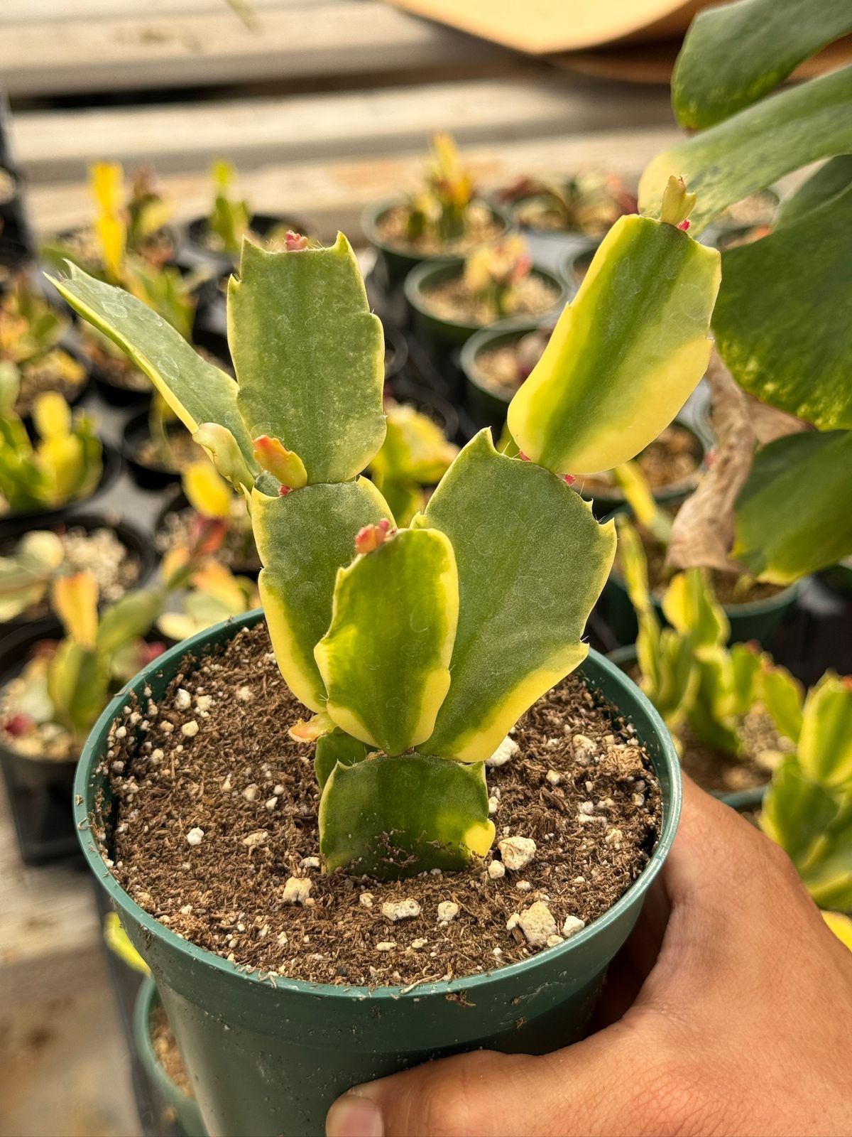 Schlumbergera Variegada (cactus navidad)