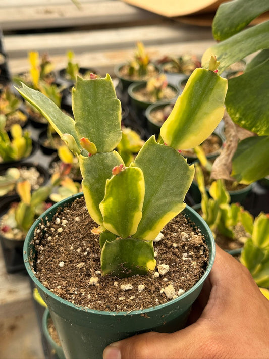 Schlumbergera Variegada (cactus navidad)