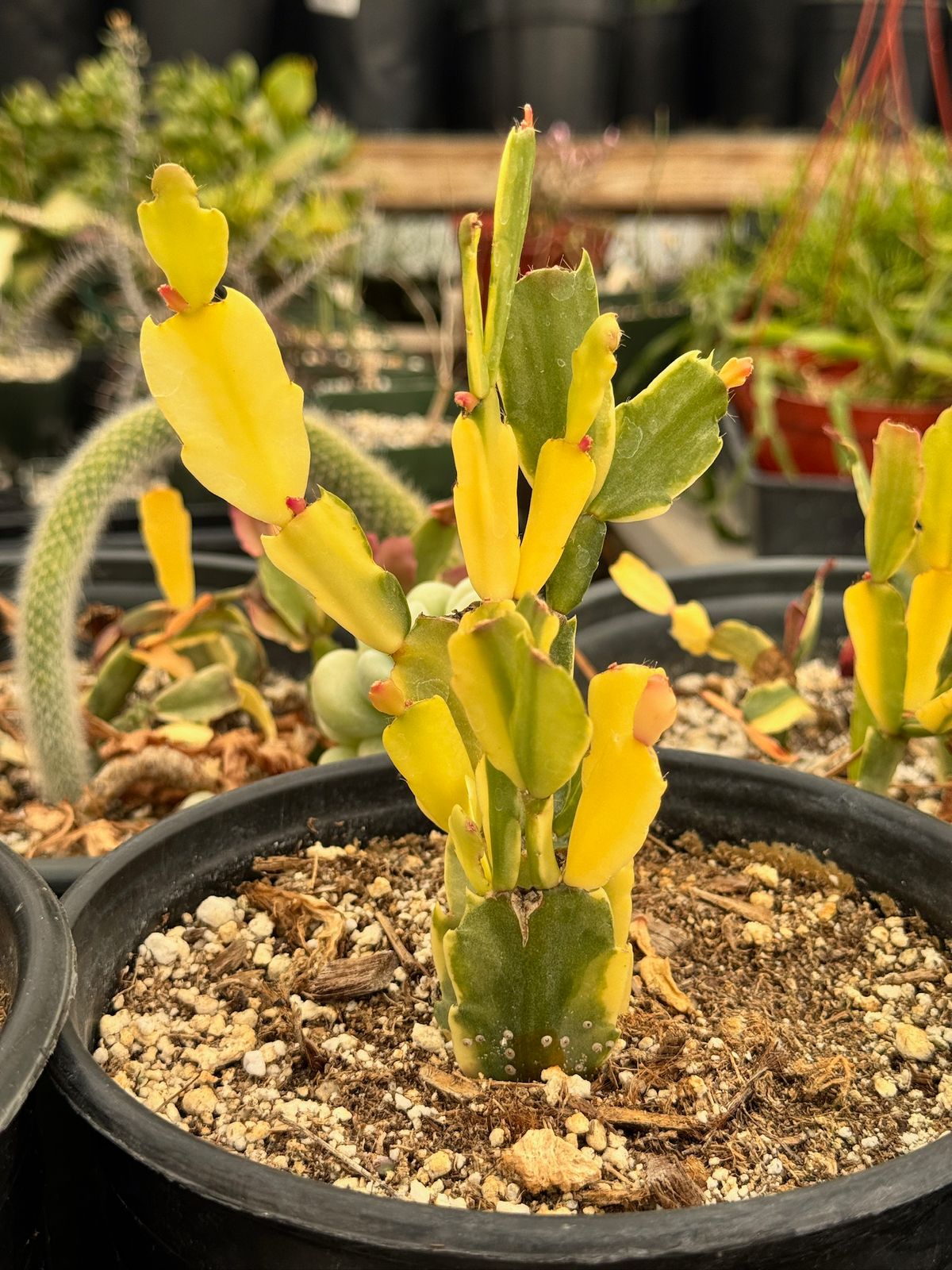 Schlumbergera Variegada (cactus navidad)