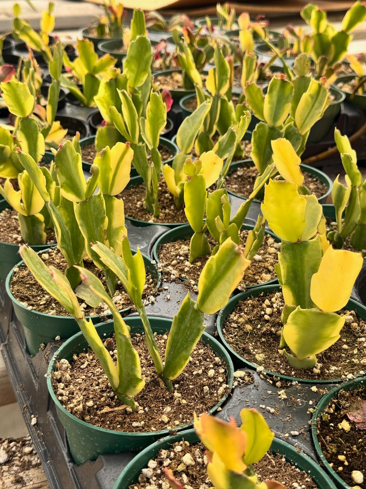 Schlumbergera Variegada (cactus navidad)