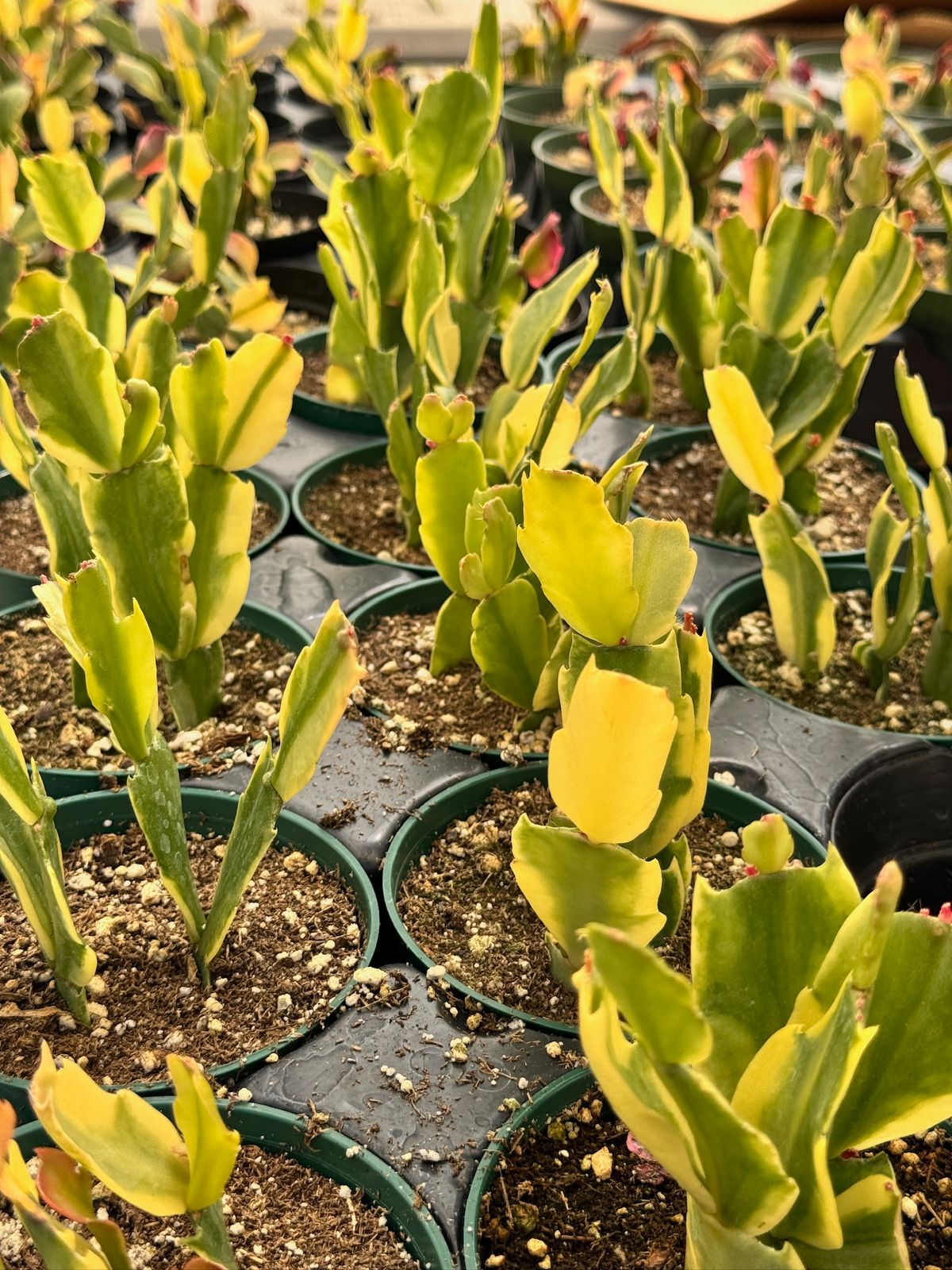 Schlumbergera Variegada (cactus navidad)