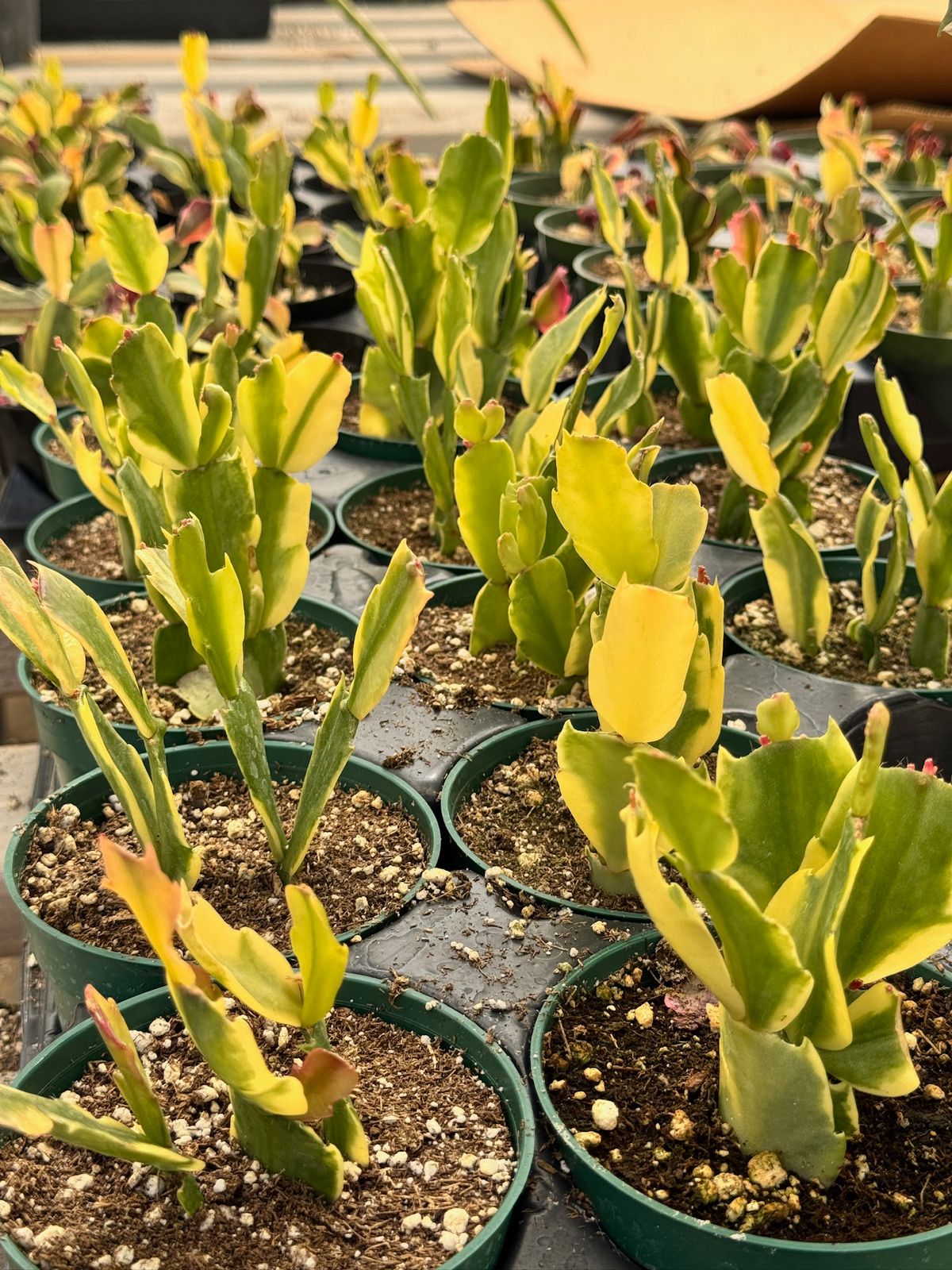 Schlumbergera Variegada (cactus navidad)