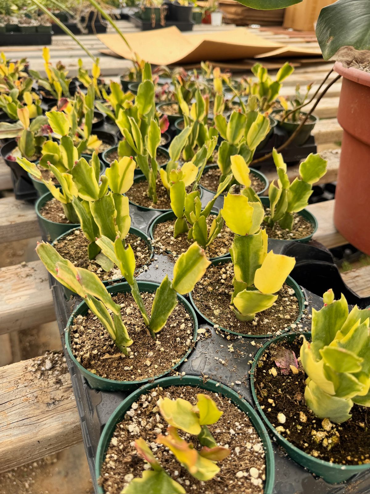 Schlumbergera Variegada (cactus navidad)