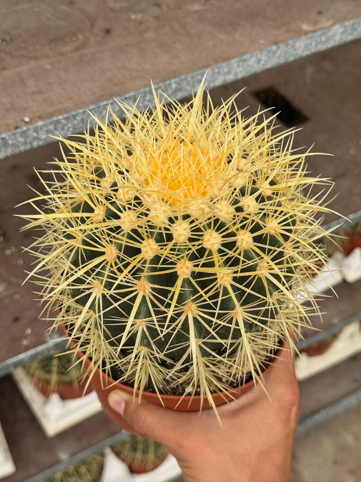 Echinocactus grusonii 6”