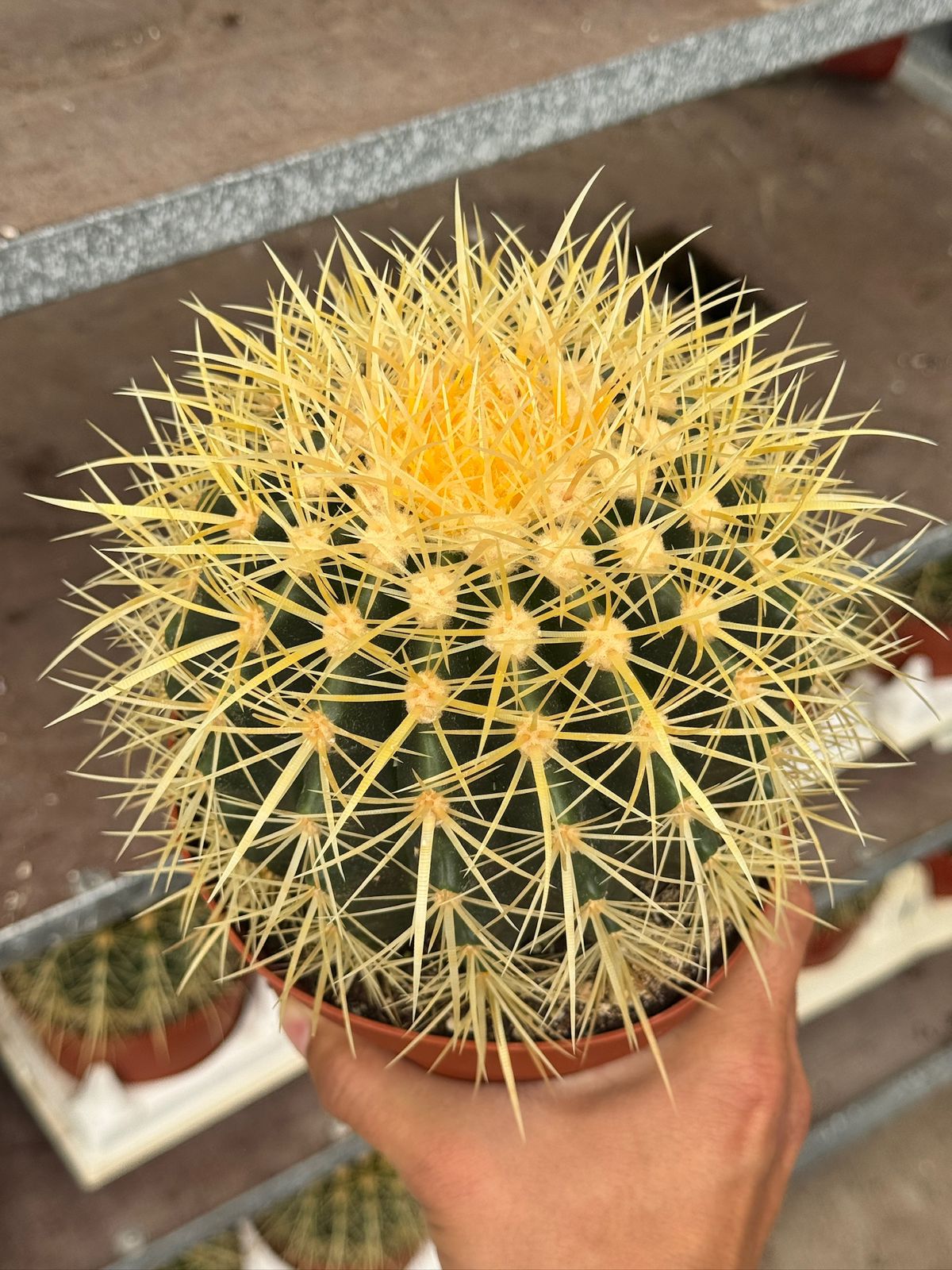 Echinocactus grusonii 6”