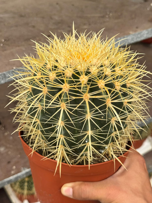 Echinocactus grusonii 6”