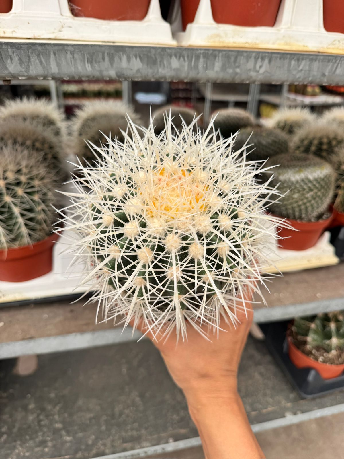 Echinocactus grusonii albispinus 6”