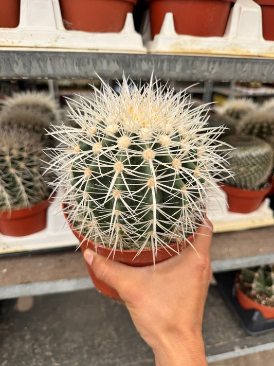 Echinocactus grusonii albispinus 6”