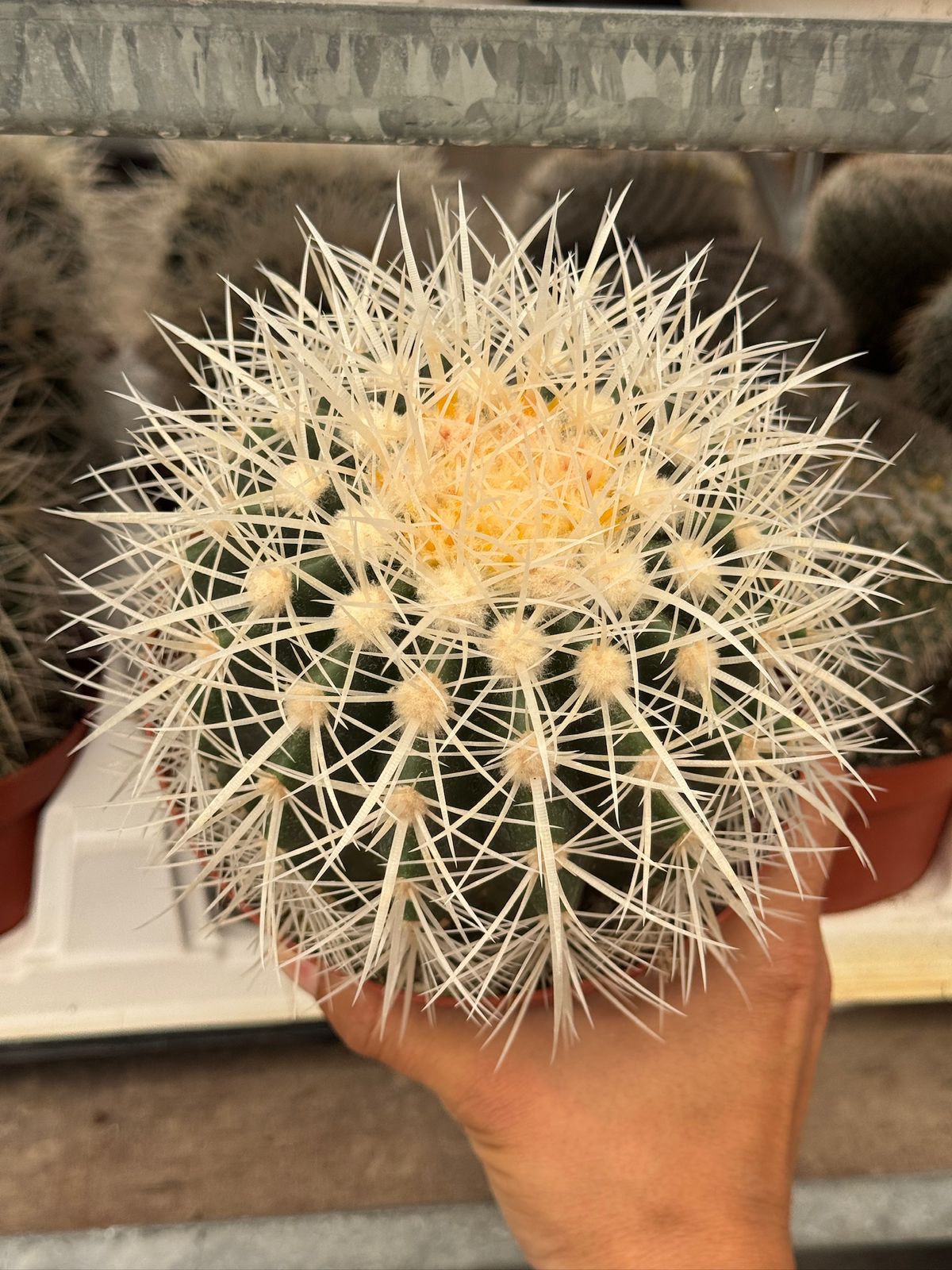 Echinocactus grusonii albispinus 6”