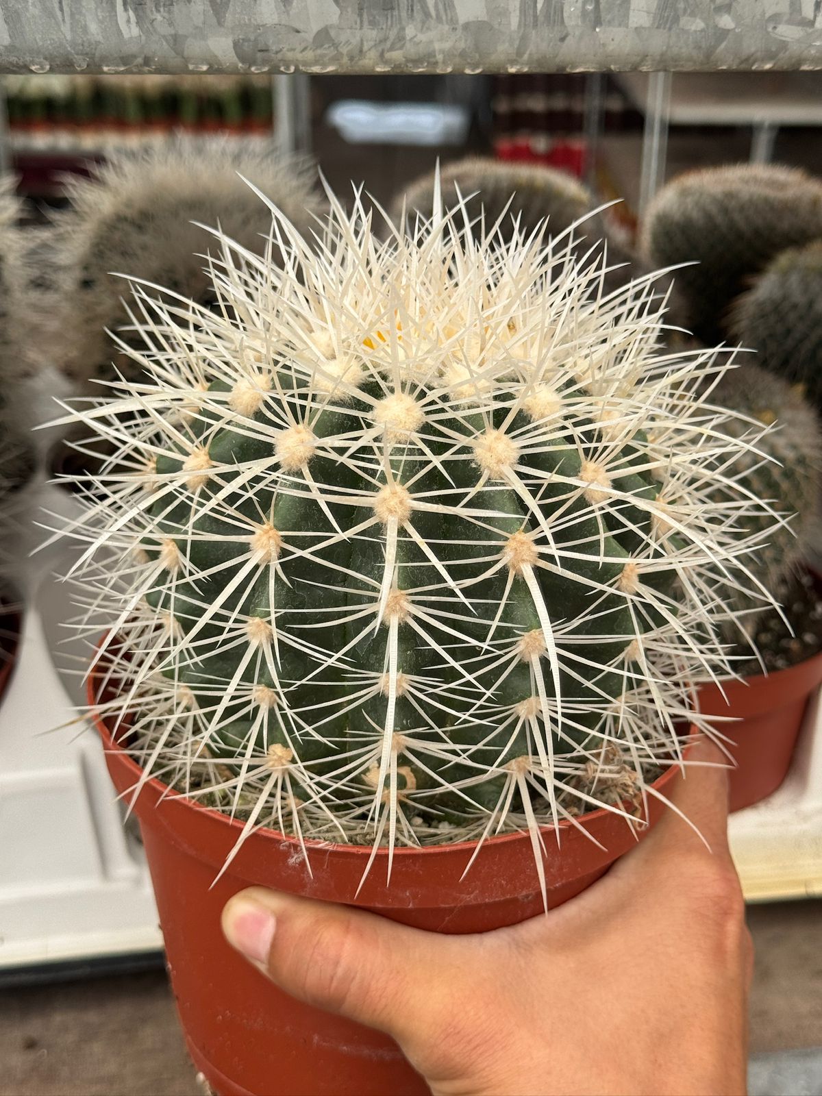 Echinocactus grusonii albispinus 6”
