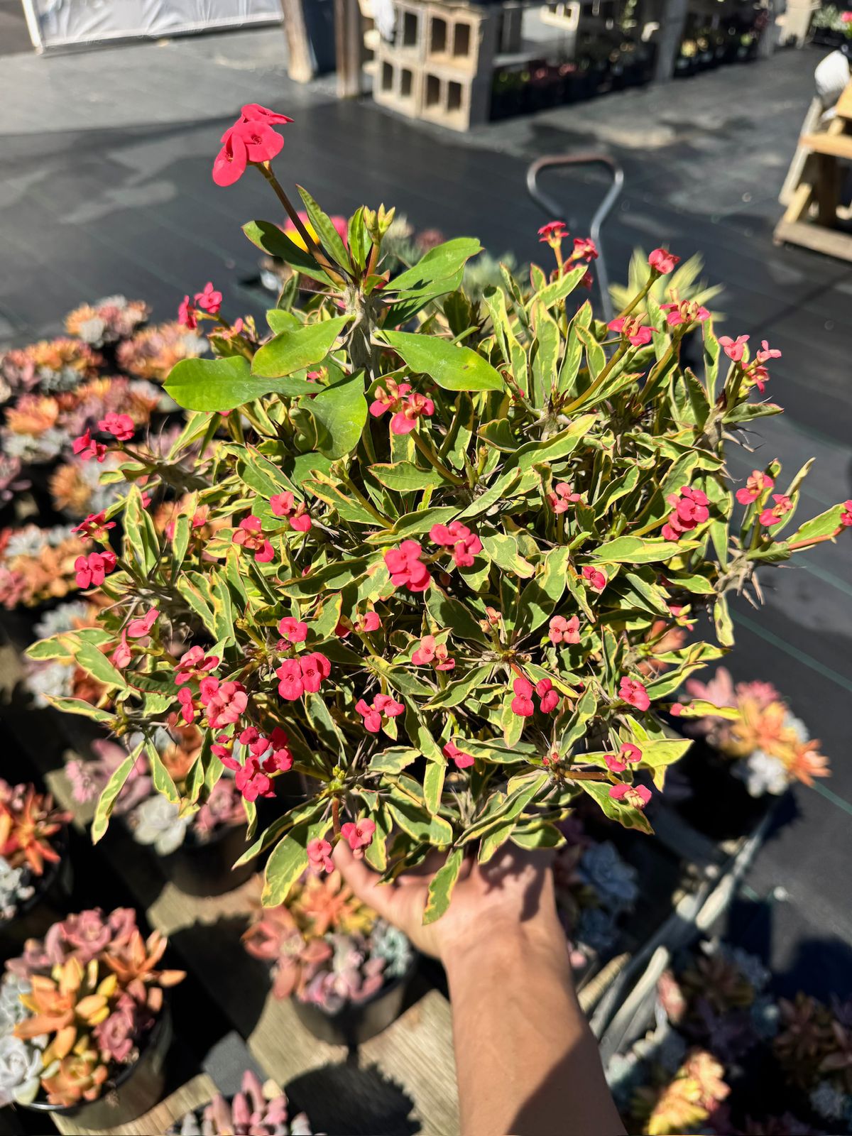 Euphorbia milii (corona de Cristo) Variegada