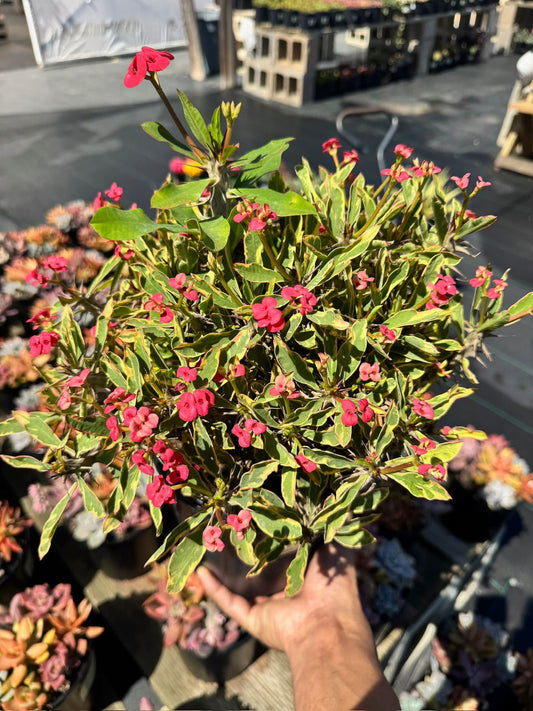 Euphorbia milii (corona de Cristo) Variegada
