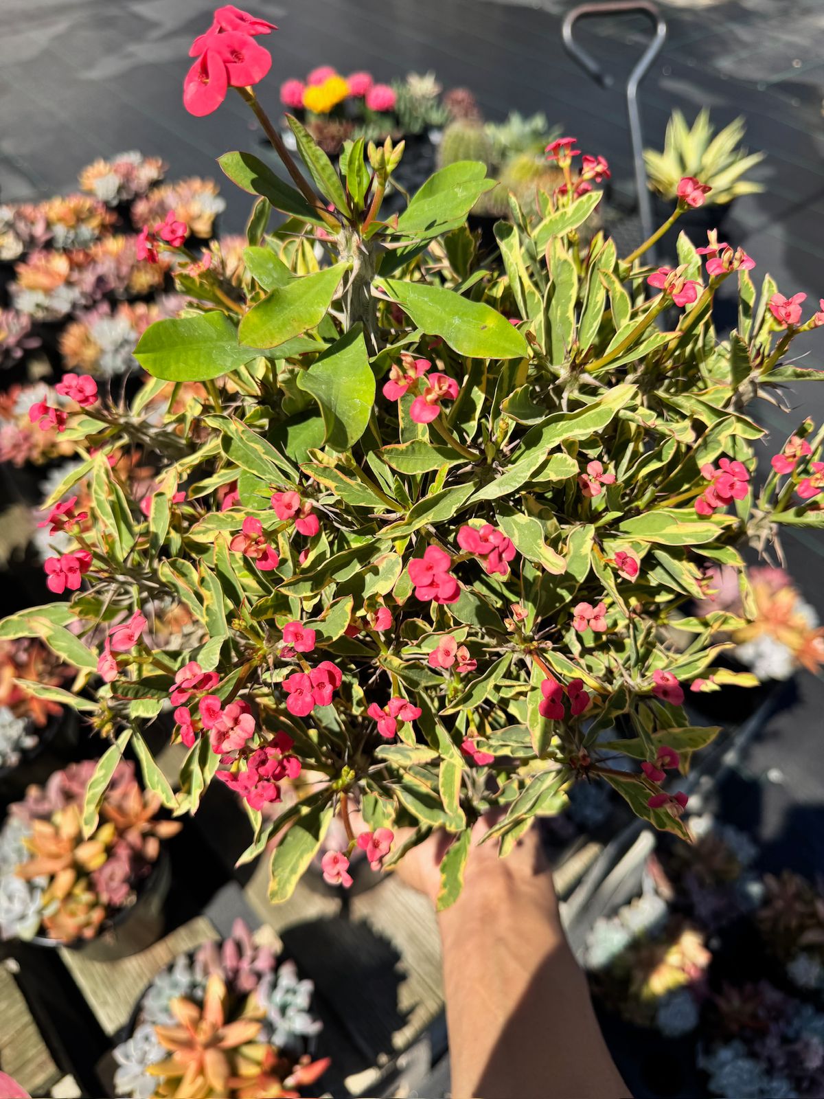 Euphorbia milii (corona de Cristo) Variegada