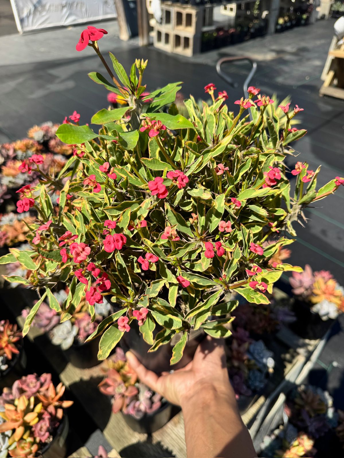 Euphorbia milii (corona de Cristo) Variegada