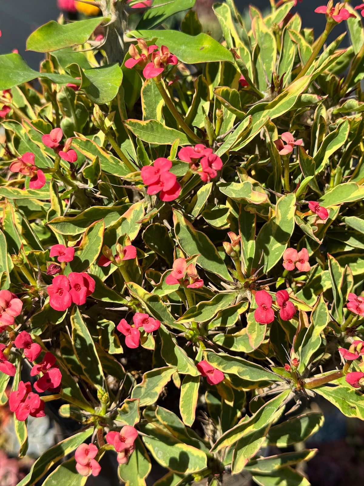 Euphorbia milii (corona de Cristo) Variegada