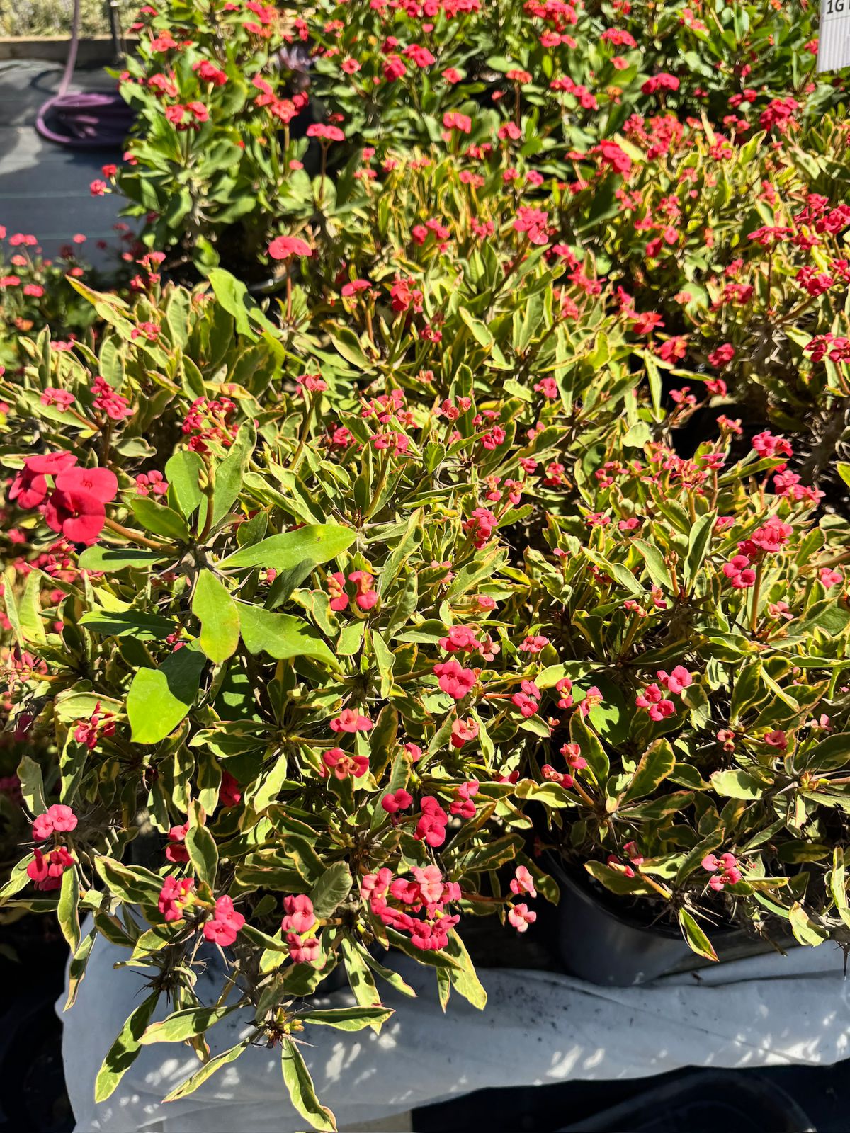 Euphorbia milii (corona de Cristo) Variegada