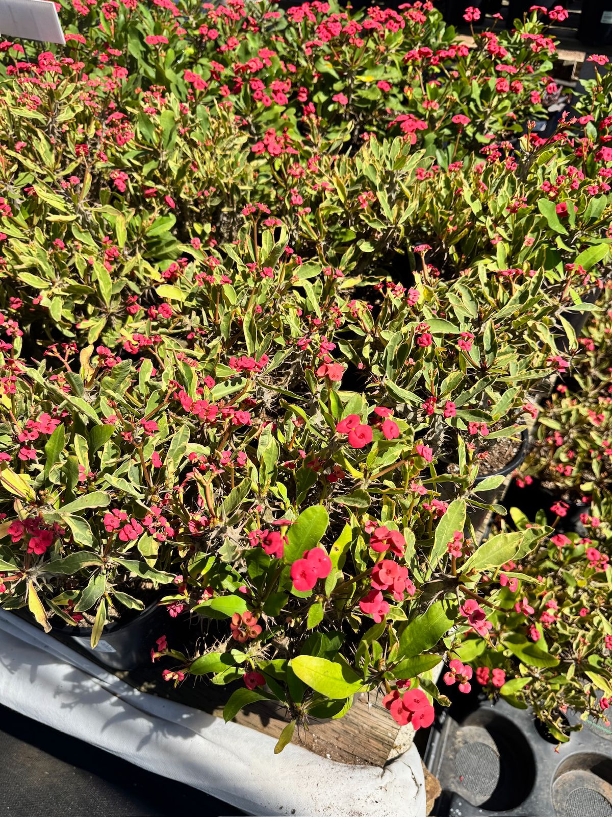 Euphorbia milii (corona de Cristo) Variegada