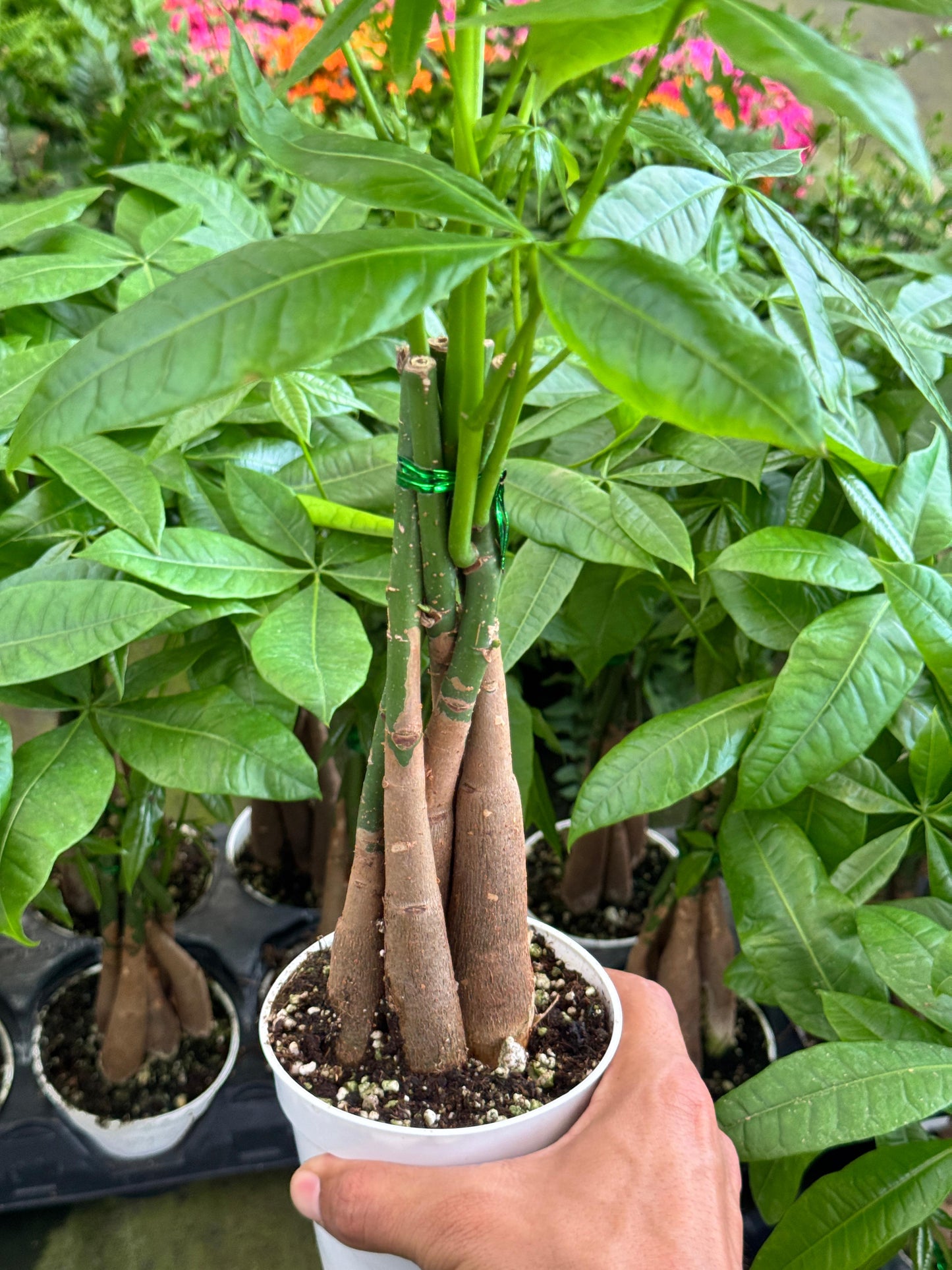 Pachyra aquatica