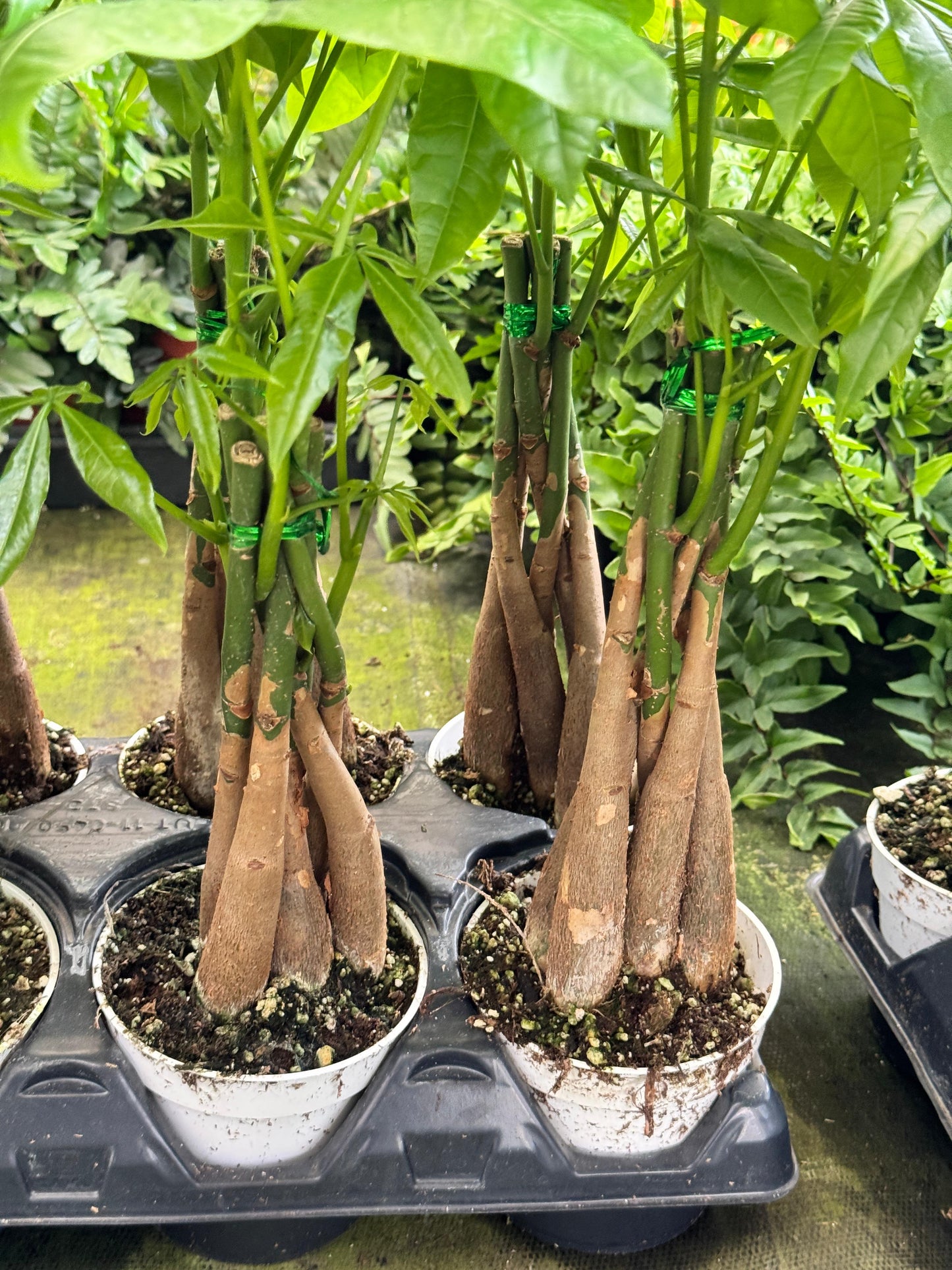 Pachyra aquatica