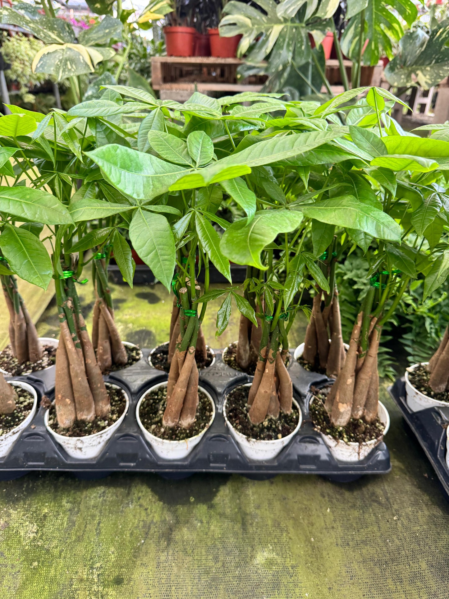 Pachyra aquatica