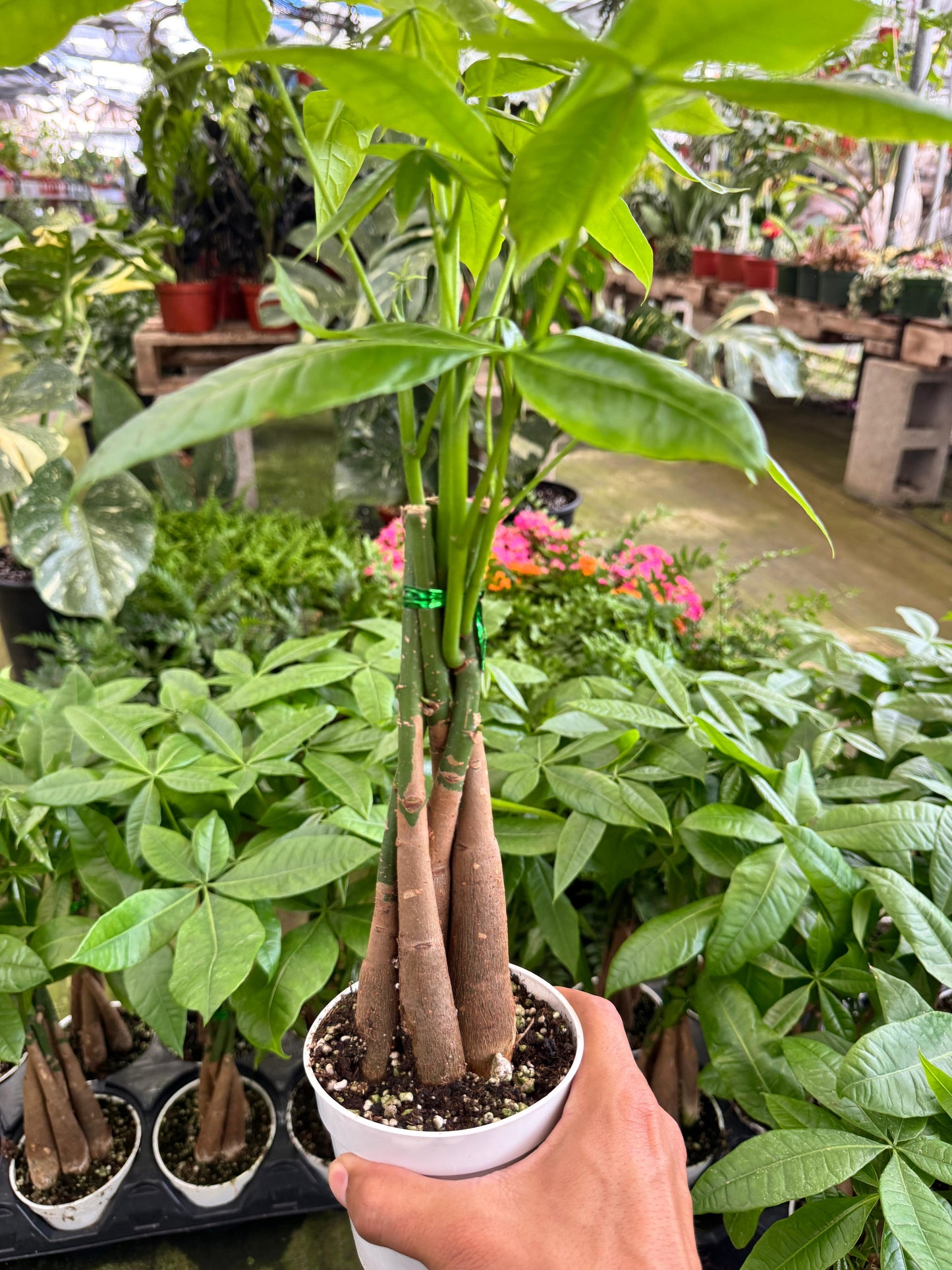 Pachyra aquatica