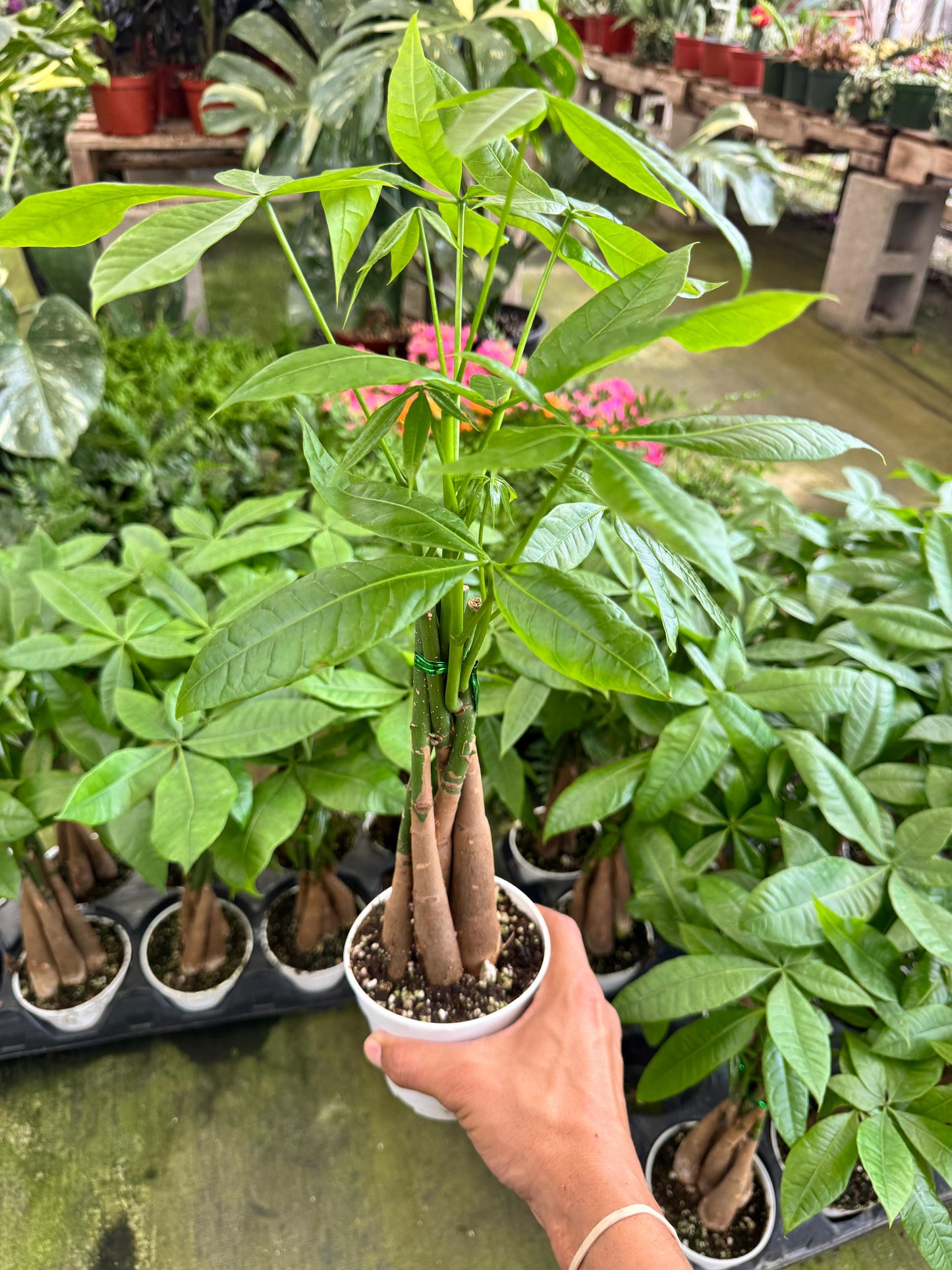 Pachyra aquatica