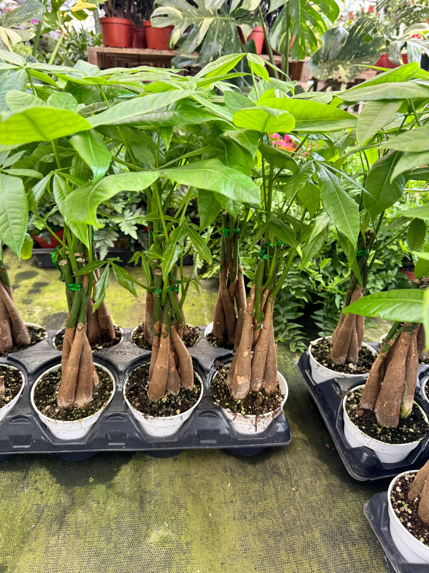Pachyra aquatica