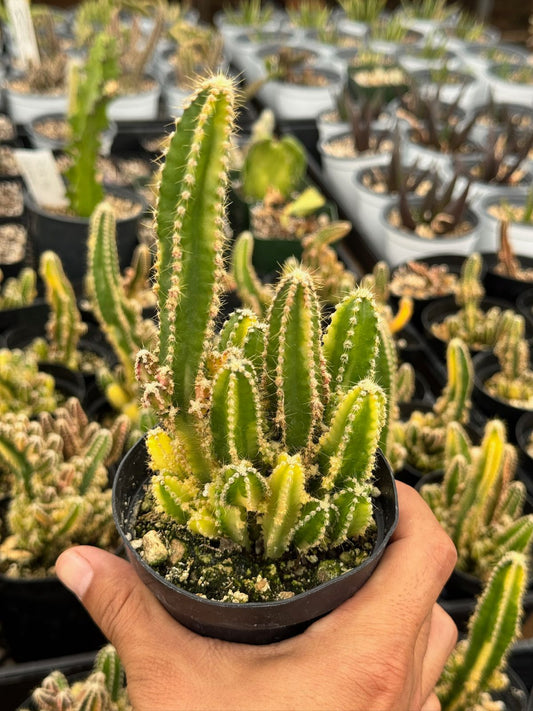 Acanthocereus tetragonus variegado (castillo de hadas)
