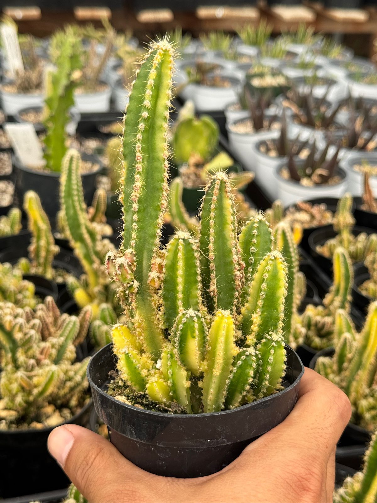 Acanthocereus tetragonus variegado (castillo de hadas)