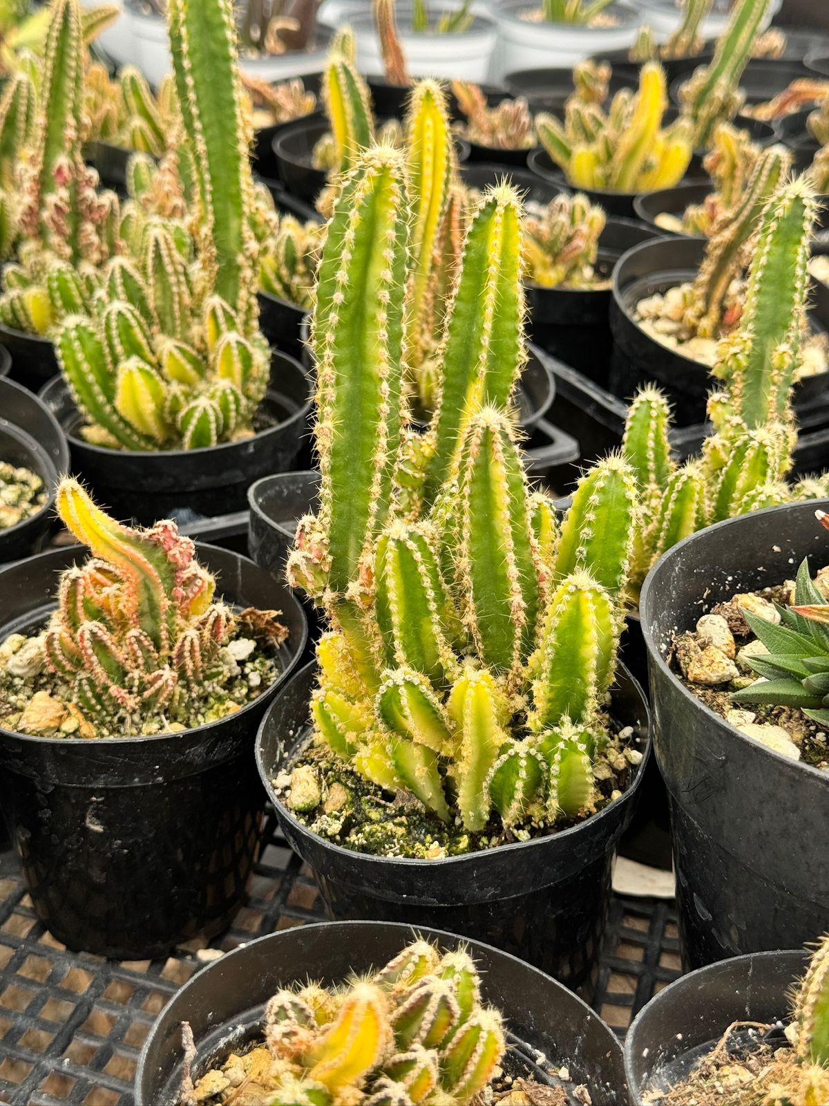 Acanthocereus tetragonus variegado (castillo de hadas)