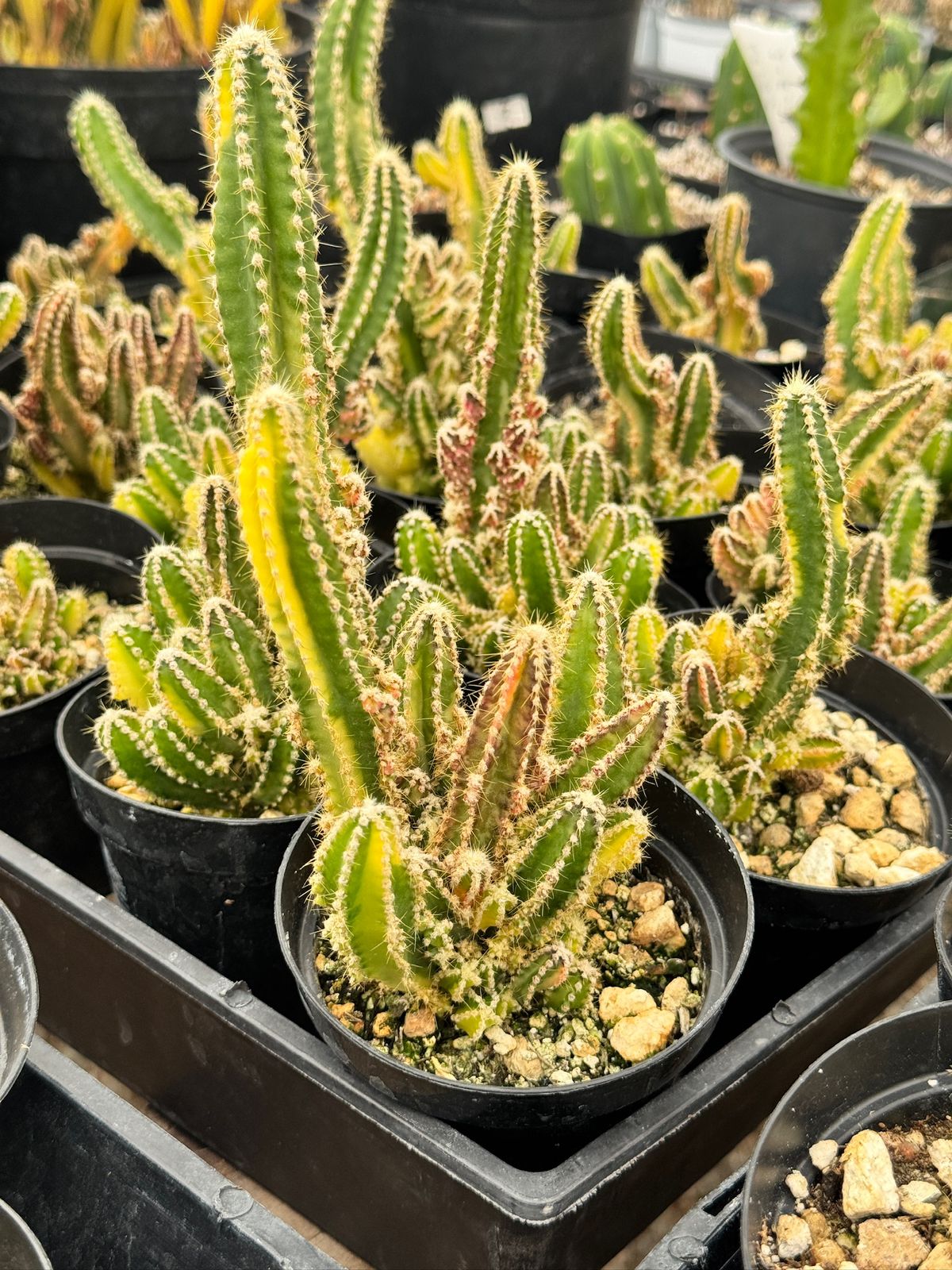 Acanthocereus tetragonus variegado (castillo de hadas)