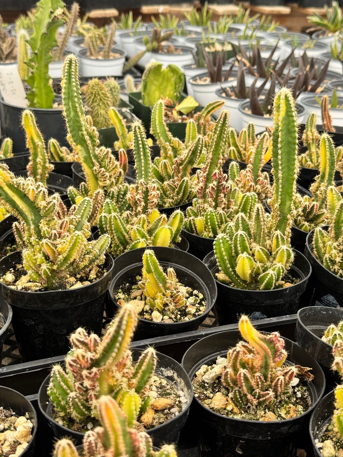 Acanthocereus tetragonus variegado (castillo de hadas)