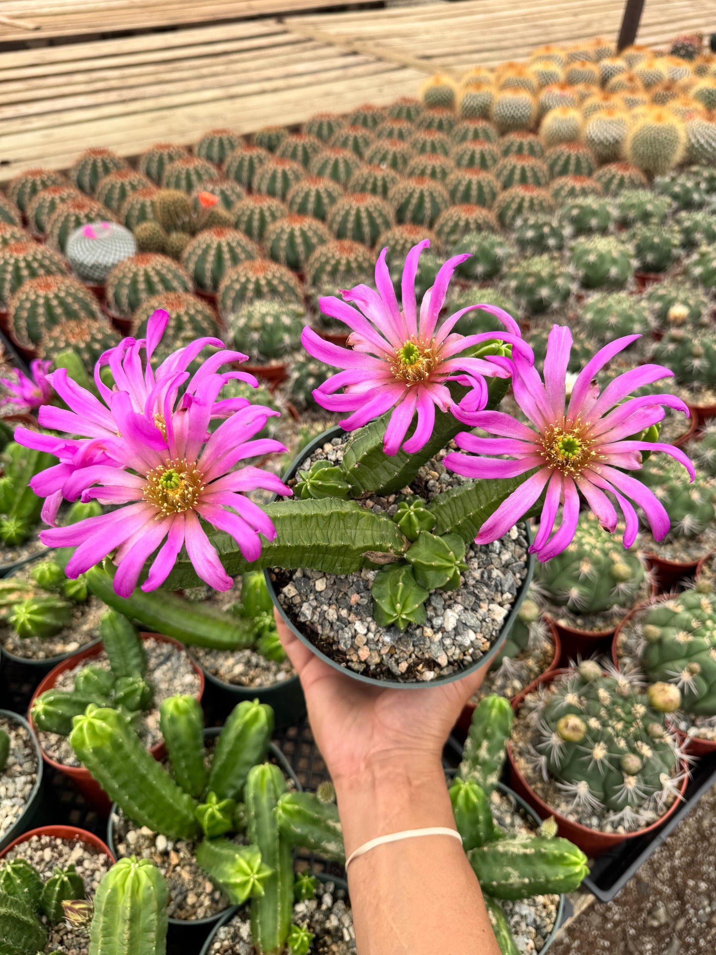 Echinocereus morricalli 6"
