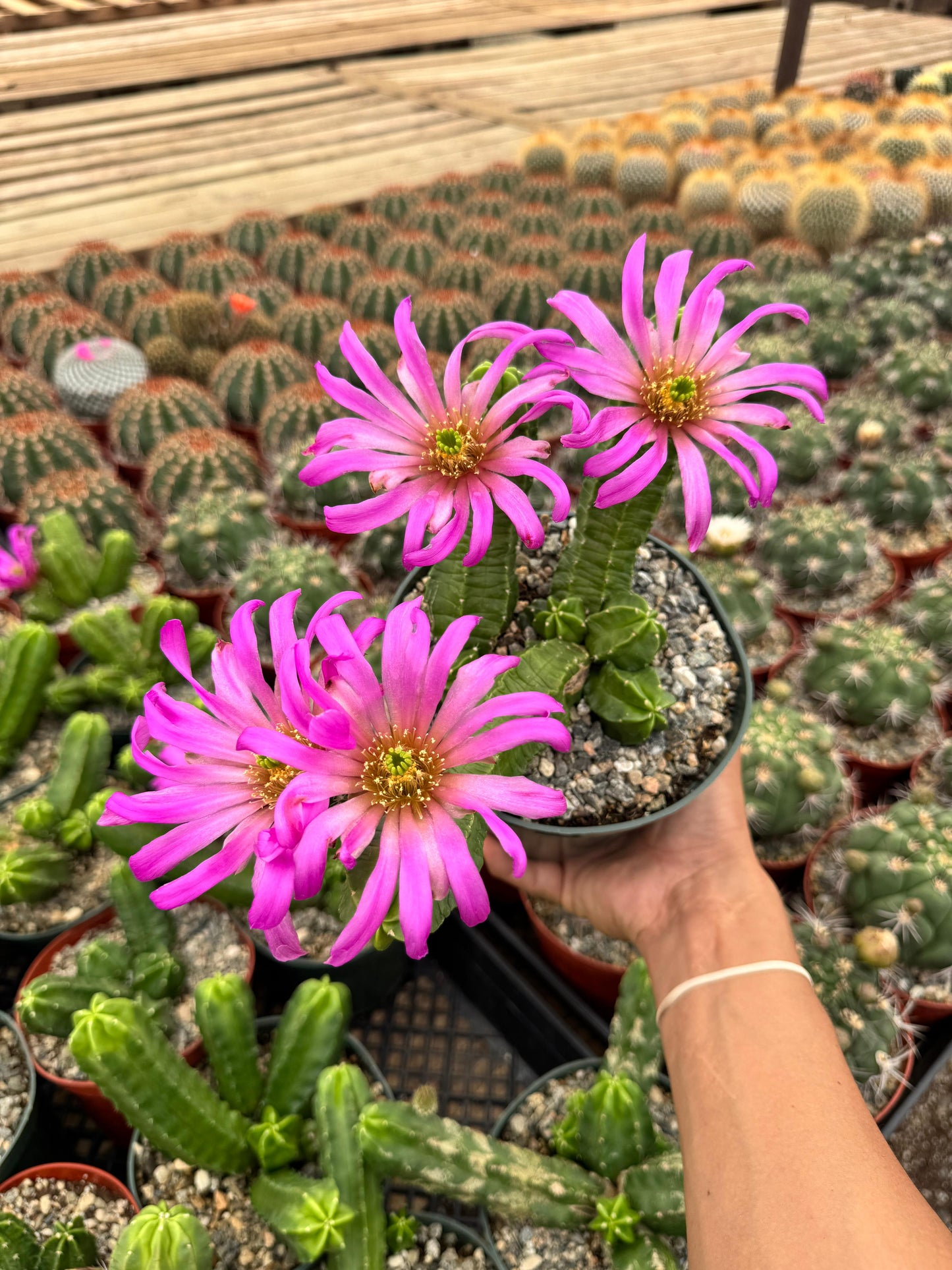 Echinocereus morricalli 6"