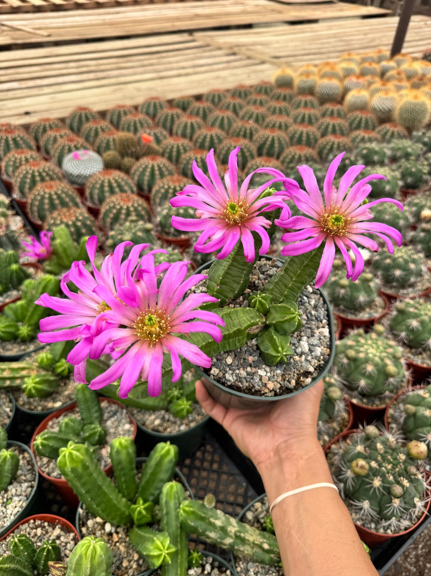 Echinocereus morricalli 6"
